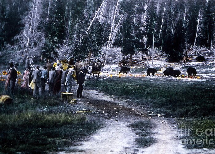 History Greeting Card featuring the photograph Tourists Feeding Bear Yellowstone Np by NPS Photo JP Clum