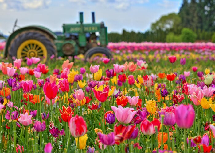 John Greeting Card featuring the photograph Tractor in a Tulip Field by Joseph Bowman
