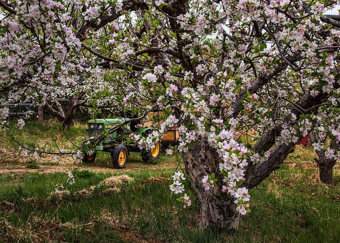 Orchard Greeting Card featuring the photograph Tractor in the Orchard by Diana Powell