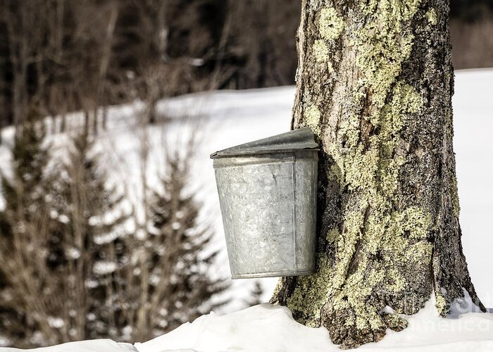 Vermont Greeting Card featuring the photograph Traditional sap bucket on maple tree in Vermont by Edward Fielding