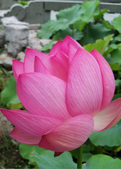 Flower Macro Greeting Card featuring the photograph Tranquil Lotus by Lingfai Leung