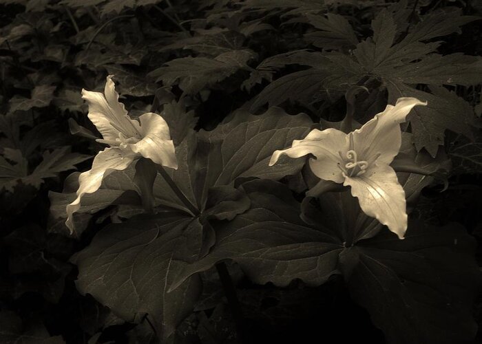 Flowers Greeting Card featuring the photograph Tranquility of the Trillium by Charles Lucas