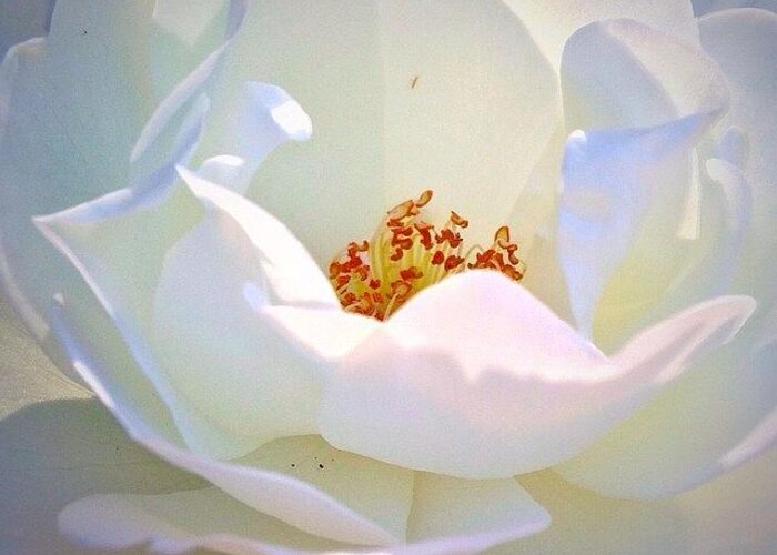 Transcendence White Rose Greeting Card featuring the photograph Transcendence White Rose by Anna Porter