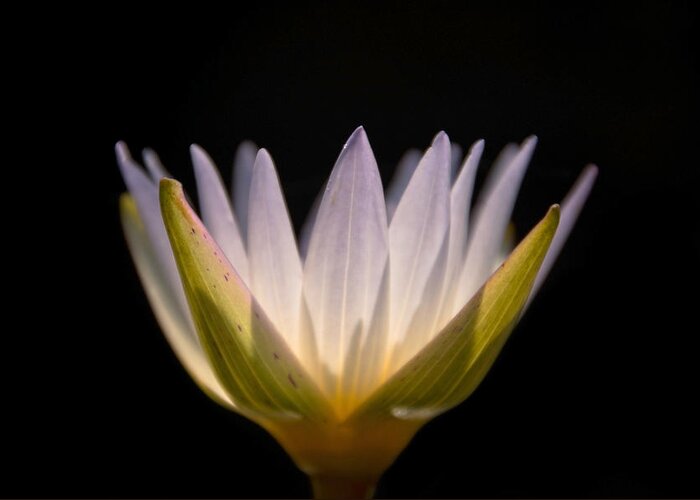 Water Lily Greeting Card featuring the photograph Translucent Lily by Leda Robertson