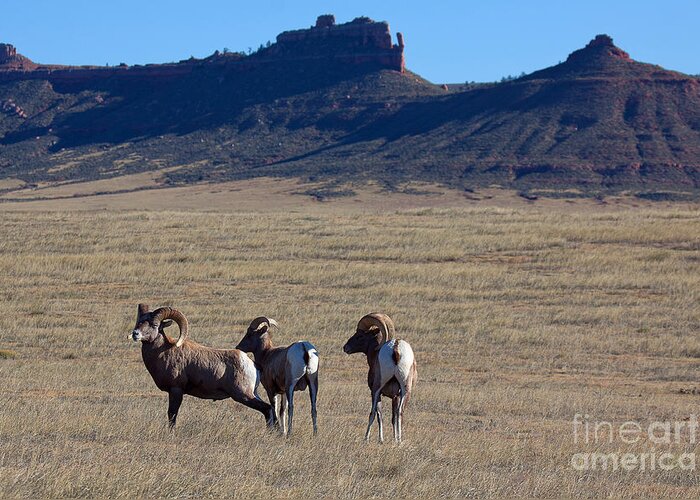 Bighorn Sheep Greeting Card featuring the photograph Traveling Band by Jim Garrison