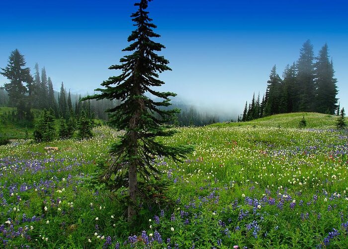 Alpine Meadow Greeting Card featuring the photograph Tree amongst wildflowers by Lynn Hopwood