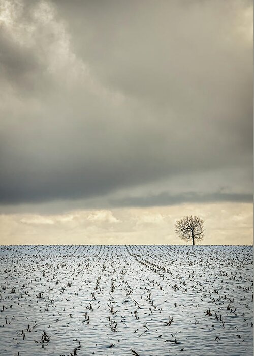 Tranquility Greeting Card featuring the photograph Tree And Corn Field by Images By Toronto Photographer Robert Greatrix