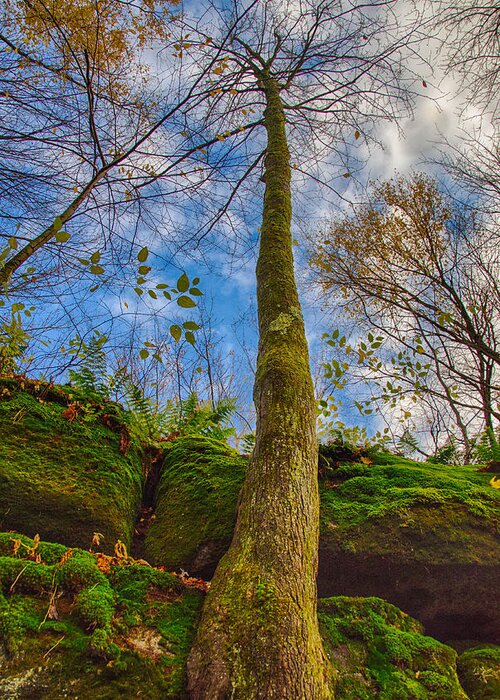 Allegheny State Forest Greeting Card featuring the photograph Tree and Rocks by Guy Whiteley