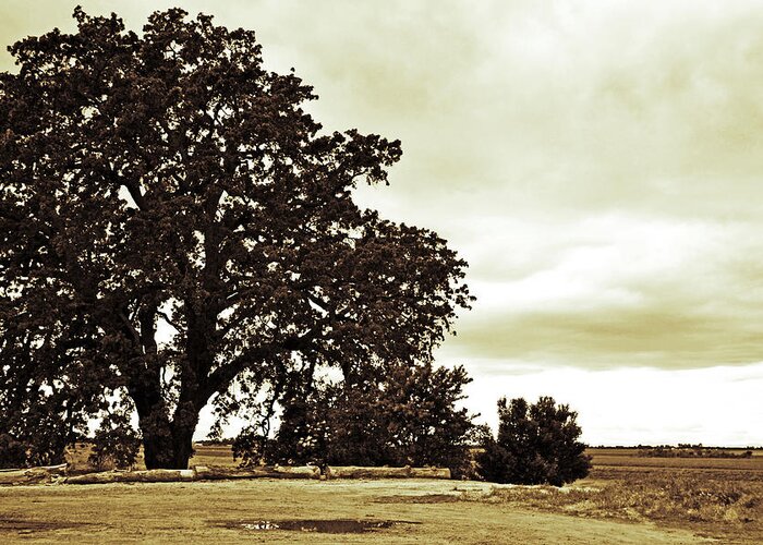 Tree Greeting Card featuring the photograph Tree At End of Runway by Holly Blunkall