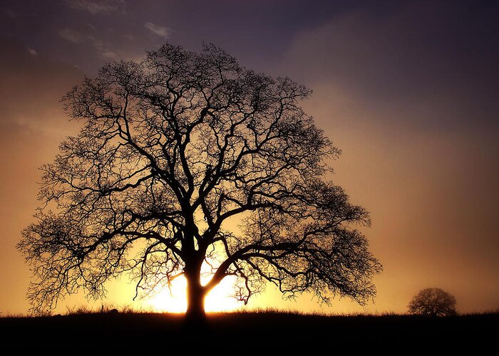 Tree Greeting Card featuring the photograph Tree At Sunrise In The Fog by Robert Woodward