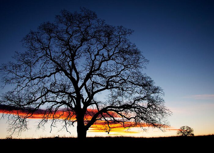 Tree Greeting Card featuring the photograph Tree At Sunrise by Robert Woodward