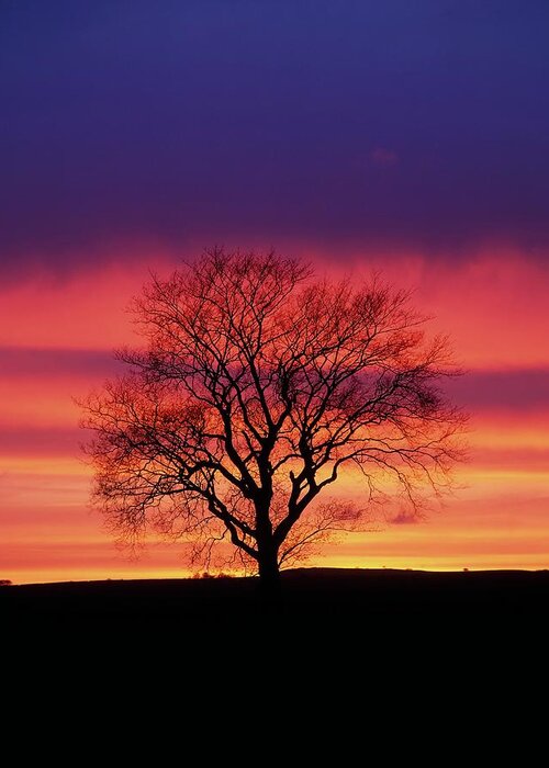 Tree Greeting Card featuring the photograph Tree At Sunset by Martin Bond/science Photo Library