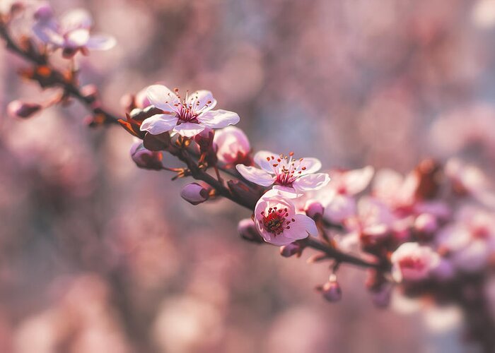 Spring Greeting Card featuring the photograph Tree Branch Bloom by Joshua Minso