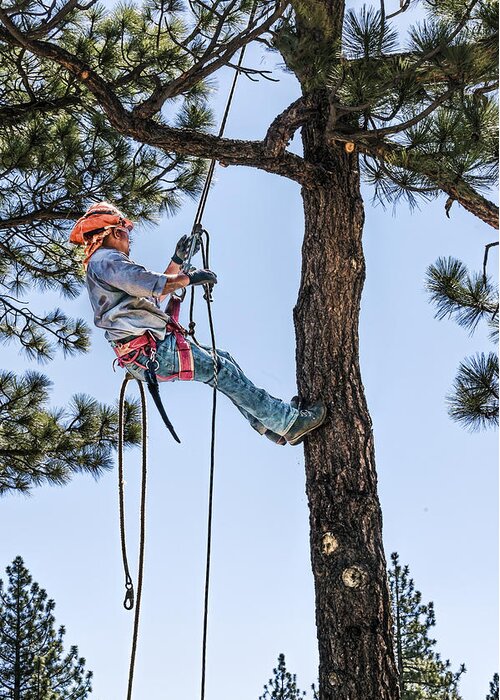Adult Greeting Card featuring the photograph Tree Cutter by Maria Coulson