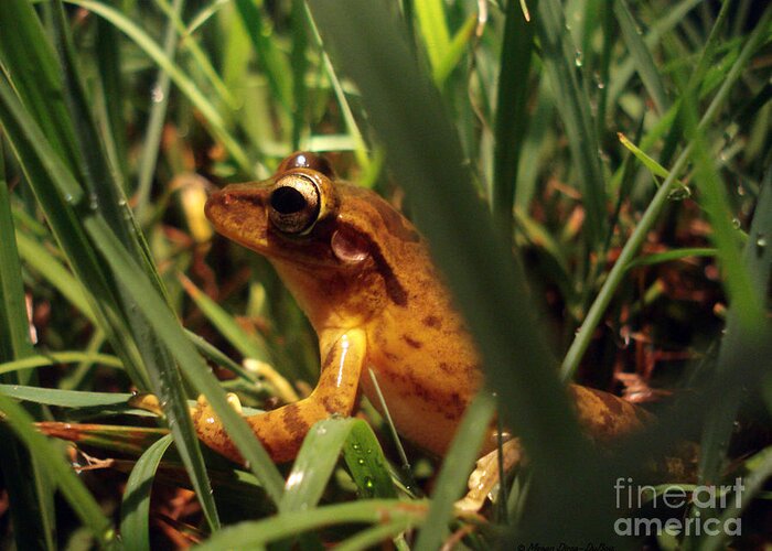 Amphibian Greeting Card featuring the photograph Tree Frog Chorus by Megan Dirsa-DuBois
