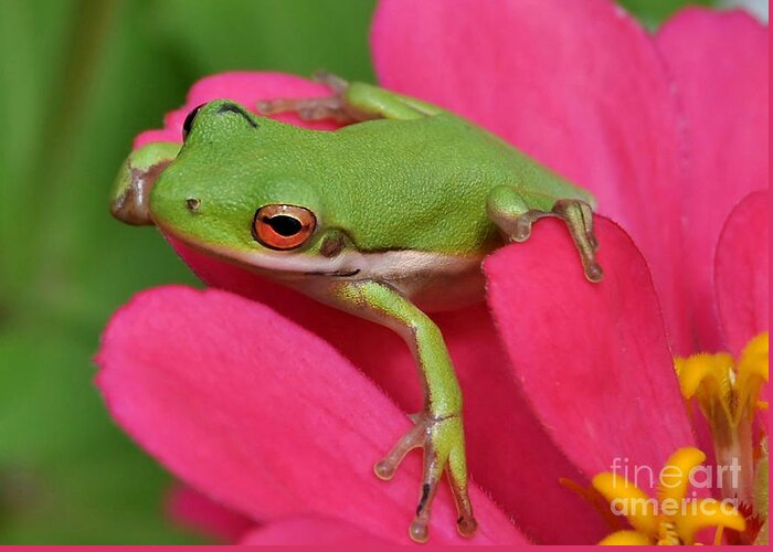 Frog Greeting Card featuring the photograph Tree Frog On A Pink Flower by Kathy Baccari