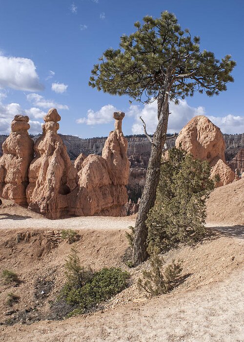 Color Greeting Card featuring the photograph Tree in Bryce Canyon by Arkady Kunysz
