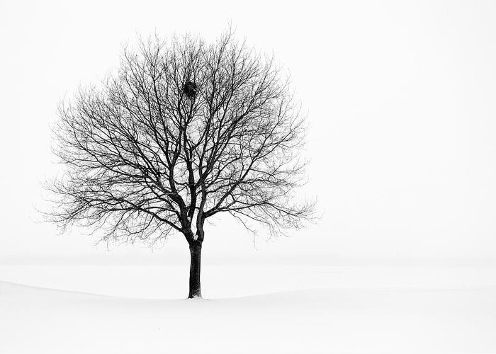 Scenics Greeting Card featuring the photograph Tree In Winter Landscape, Black And by Nikitje