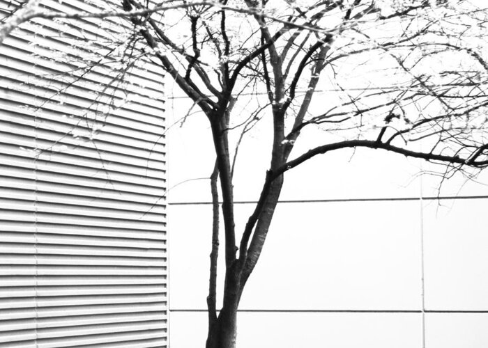 Art Greeting Card featuring the photograph Tree Lines by Darryl Dalton