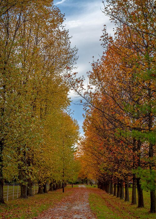 Path Greeting Card featuring the photograph Tree Lines Path in Fall by Ron Pate