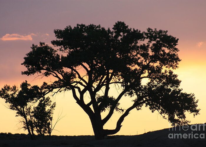 Tree Greeting Card featuring the photograph Tree of Life by Brandi Mavretic