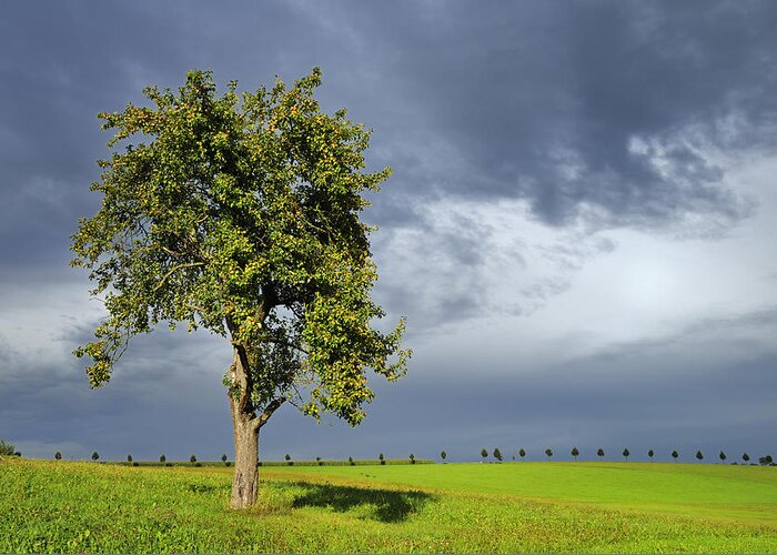 Tree Greeting Card featuring the photograph Tree on green grass - dramatic dark sky by Matthias Hauser