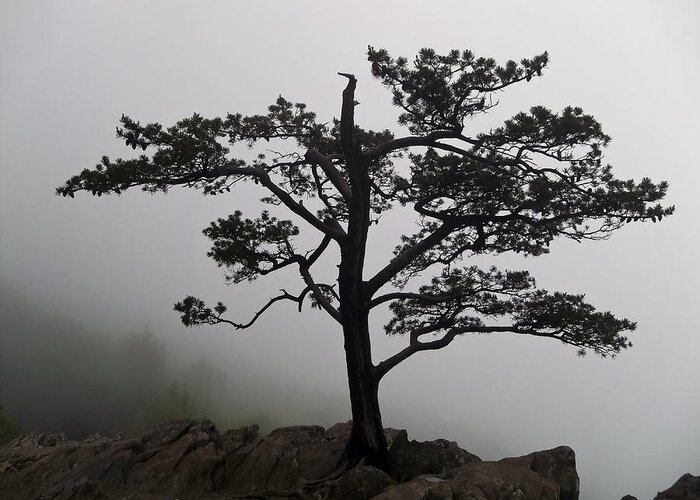 Blue Ridge Parkway Greeting Card featuring the photograph Tree on the Blue Ridge Parkway by Greg Reed