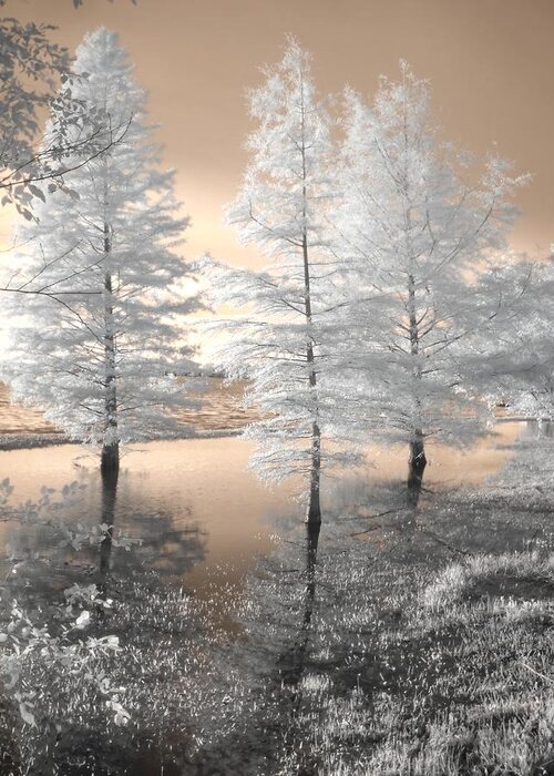 Tree Greeting Card featuring the photograph Tree Reflections by Jane Linders