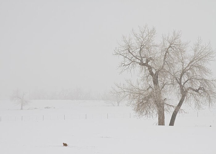 Snow Greeting Card featuring the photograph Tree Snow Fog and The Prairie Dog by James BO Insogna