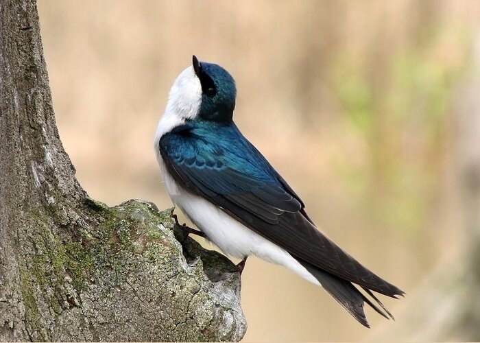 Tree Swallow. Swallow Greeting Card featuring the photograph Tree Swallow by Ann Bridges