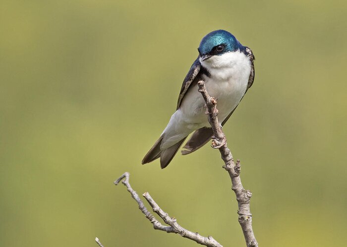 Tree Greeting Card featuring the photograph Tree Swallow by Brian Magnier