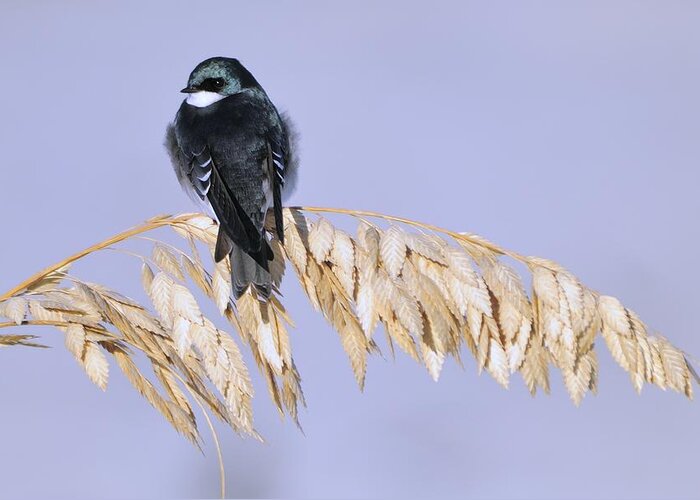 Tree Swallow Greeting Card featuring the photograph Tree Swallow on Sea Oats by Bradford Martin