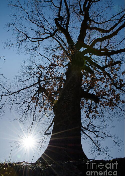 Tree Greeting Card featuring the photograph Tree with sun by Mats Silvan