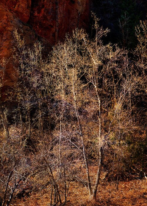 Trees Greeting Card featuring the photograph Trees West Fork Trail by Bob Coates