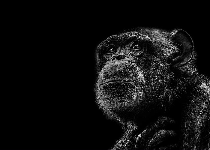Chimpanzee Ape Portrait Low Key Wildlife Nature Greeting Card featuring the photograph Trepidation by Paul Neville