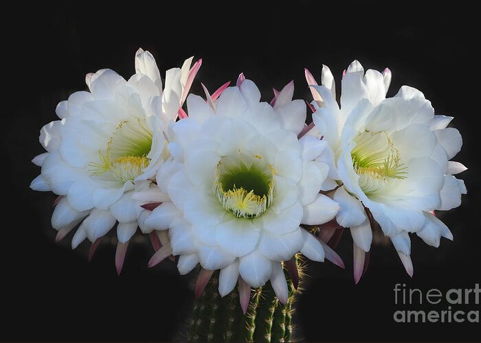 White Cactus Bloom Greeting Card featuring the photograph Tres Flores by Tamara Becker