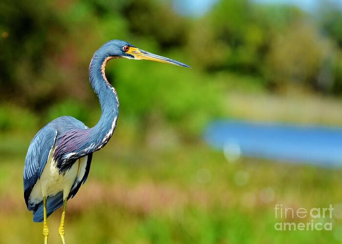 Florida Birds Greeting Card featuring the photograph Tri Color Heron by Julie Adair