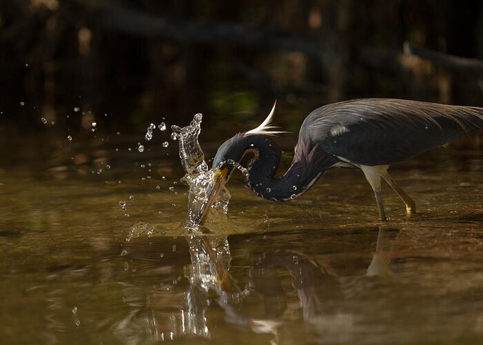 Birds Greeting Card featuring the photograph Tri-colored Heron by Doug McPherson