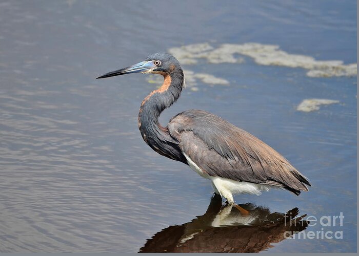 Heron Greeting Card featuring the photograph Tri Colored Heron by Kathy Baccari