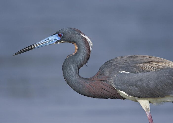 Feb0514 Greeting Card featuring the photograph Tricolored Heron Hunting Texas by Tom Vezo
