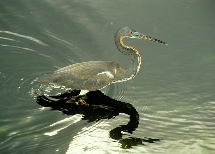 Egretta Tricolor Greeting Card featuring the photograph Tricoloured Heron by Sally Mccrae Kuyper/science Photo Library