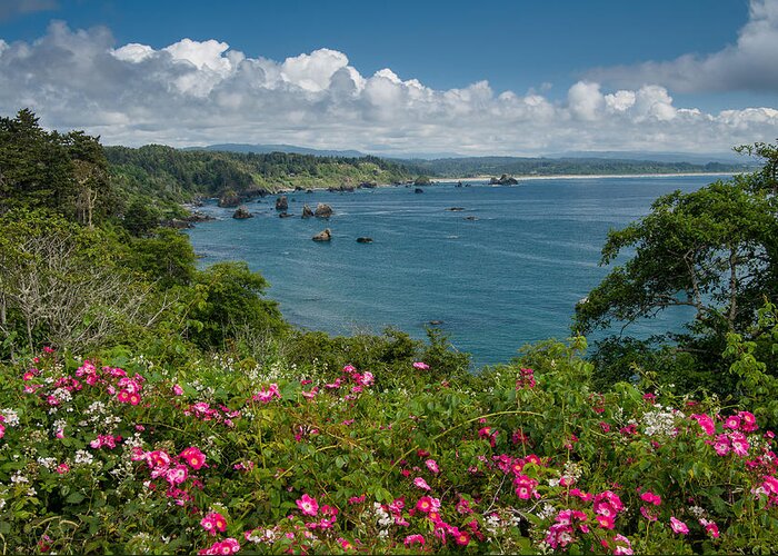 Trinidad Greeting Card featuring the photograph Trinidad Coast in Spring by Greg Nyquist