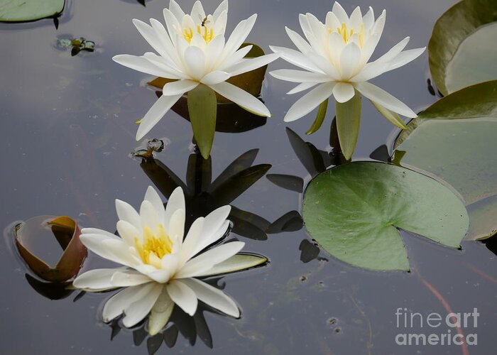 White Lilies Greeting Card featuring the photograph Trio of Lilies by Jane Ford
