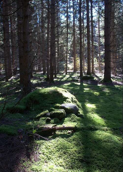 Forest Greeting Card featuring the photograph Troll's Grave by Valerie Kirkwood