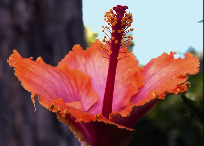 Flower Photography Greeting Card featuring the photograph Tropical Beauty by Patricia Griffin Brett