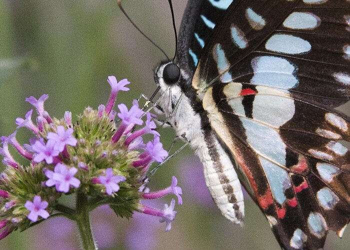 Butterfly Greeting Card featuring the photograph Tropical Butterfly by Chris Scroggins