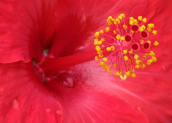 Hibiscus Greeting Card featuring the photograph Tropical Hibiscus - Trinidad Wind 02 by Pamela Critchlow