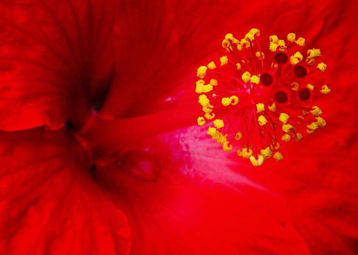 Hibiscus Greeting Card featuring the photograph Tropical Hibiscus - Trinidad Wind 02A by Pamela Critchlow