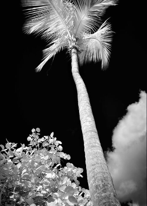 St. John Greeting Card featuring the photograph Tropical Palm St. John by Luke Moore