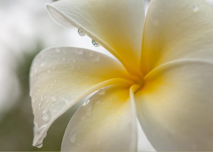 Frangipani Greeting Card featuring the photograph Tropical Rain Drops on Frangipani Flower by Jenny Rainbow